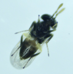 Aphelinidae