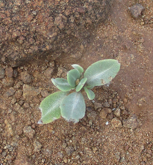 Blepharis petalidioides