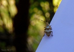 Platyomus elegantulus