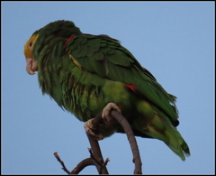 Amazona oratrix
