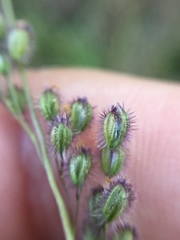 Anthenantia rufa