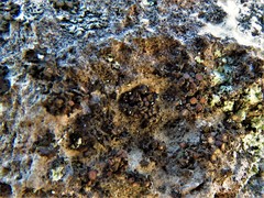 Enchylium polycarpon