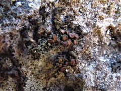 Enchylium polycarpon