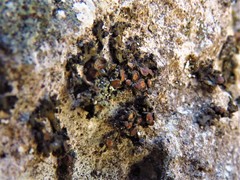 Enchylium polycarpon