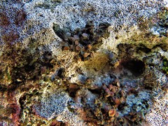 Enchylium polycarpon