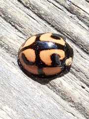 Aiolocaria hexaspilota