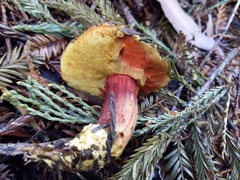 Xerocomellus atropurpureus