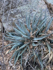 Agave mckelveyana