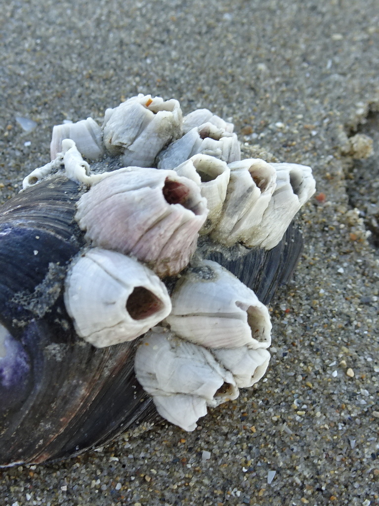 perforated barnacle