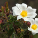 Sage-leaved Rock-Rose - Photo (c) Wayfinder_73, some rights reserved (CC BY-NC-ND)