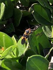 Oncopeltus fasciatus