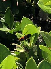 Oncopeltus fasciatus