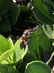 Oncopeltus fasciatus