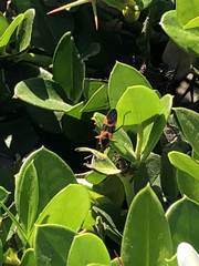 Oncopeltus fasciatus