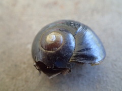 Victaphanta compacta