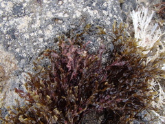 Zonaria spiralis