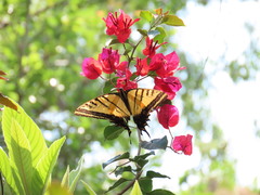 Papilio multicaudata grandiosus