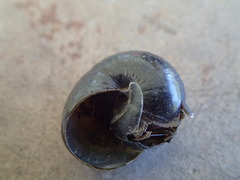 Victaphanta compacta
