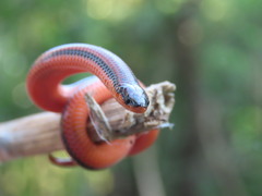 Adelphicos nigrilatum