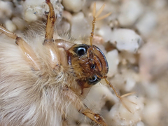Phobetus mojavus
