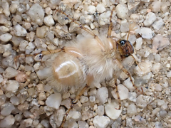 Phobetus mojavus