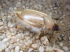 Phobetus mojavus