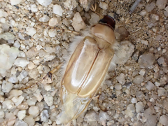 Phobetus mojavus