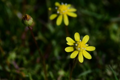 Blennosperma nanum