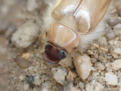 Phobetus mojavus