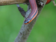 Adelphicos nigrilatum