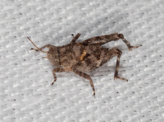 Paratettix argillaceus