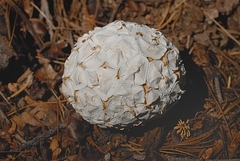 Calvatia sculpta