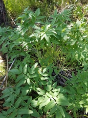 Angelica tomentosa
