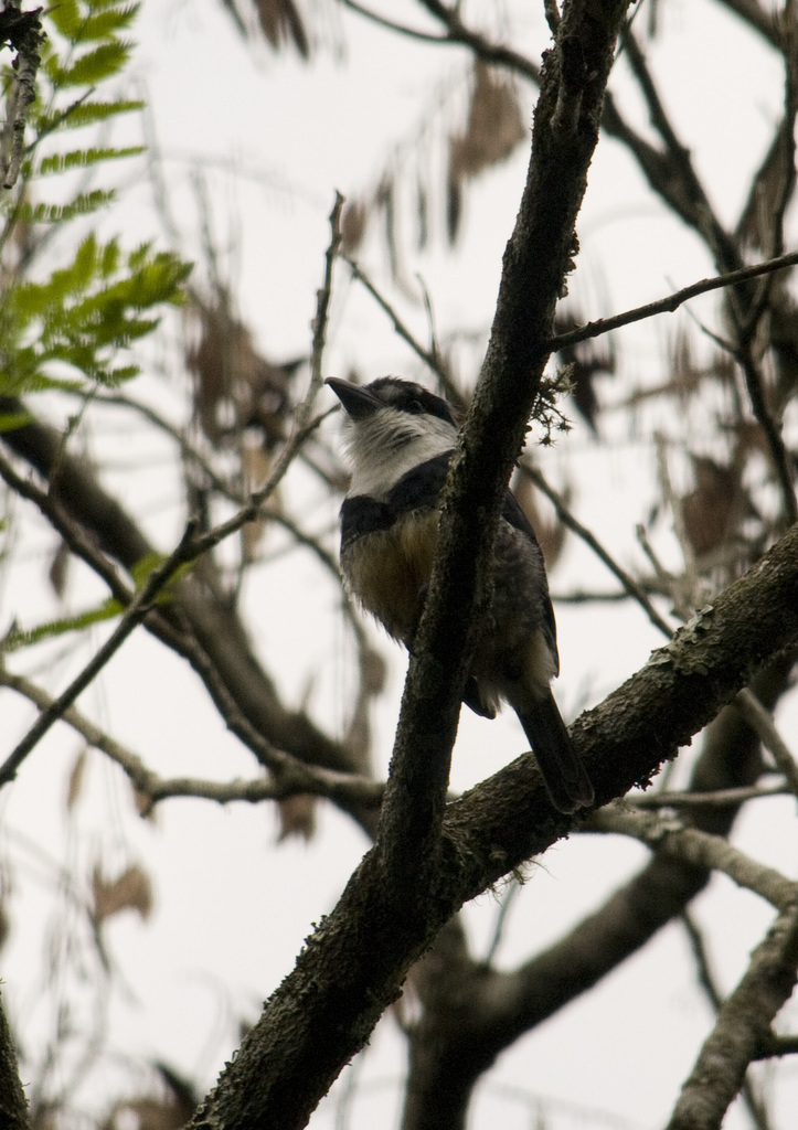 Buff-bellied Puffbird