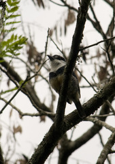 Notharchus swainsoni