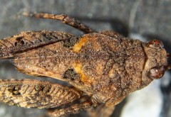 Paratettix argillaceus