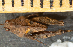 Paratettix argillaceus