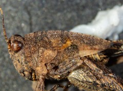 Paratettix argillaceus