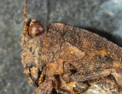 Paratettix argillaceus