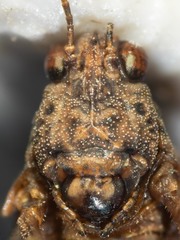 Paratettix argillaceus