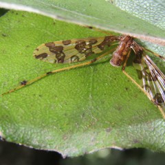 Mischoderus forcipatus