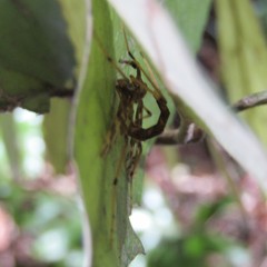 Mischoderus forcipatus