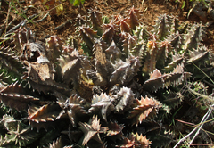 Huernia