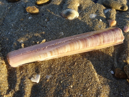 Ensis minor