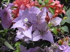 Bougainvillea