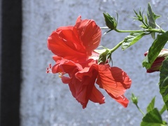 Hibiscus rosa-sinensis