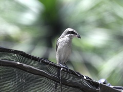 Lanius cristatus