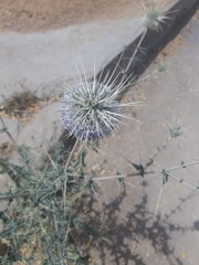 Echinops echinatus