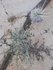 Echinops echinatus