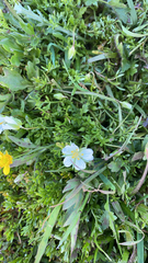 Limnanthes